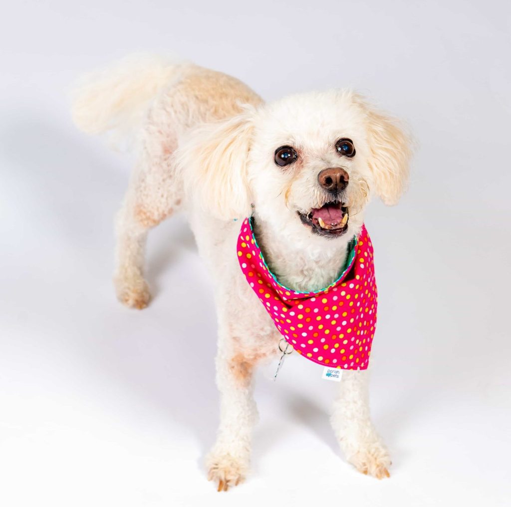 About Emily Says Sit Baton Rouge Dog Walking and Pet Sitting